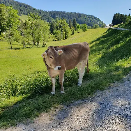 Alpenveilchen Im Oberallgaeu Mit Pool, Sauna Und Tollem Ausblick Vom Grossen Balkon Διαμέρισμα