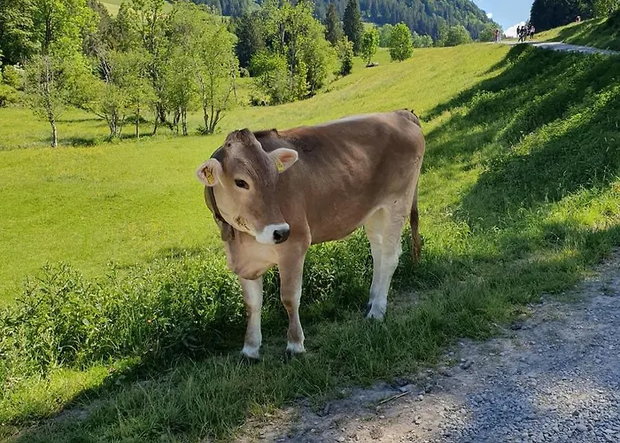 Alpenveilchen Im Oberallgaeu Mit Pool, Sauna Und Tollem Ausblick Vom Grossen Balkon 公寓